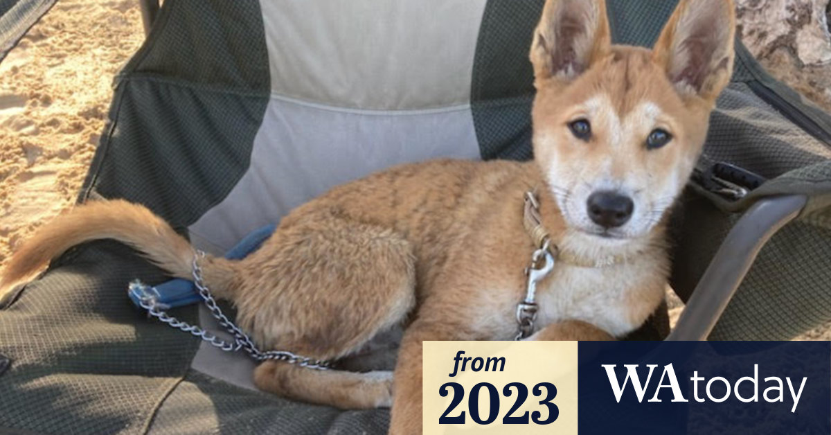 Keeping dingoes in WA Perth’s most pampered pets are a far cry from dogs